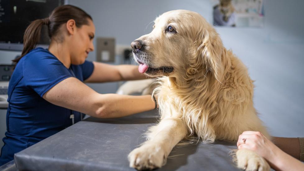 dog intestinal blockage; a pet is examined by a vet for an intestinal blockage in dogs.